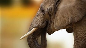 象牙示意圖。（圖／翻攝自Pixabay）