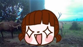 熊,麋鹿,美國,餵食器,素食,食物,農場,生態圈,餵養,監視器 圖／翻攝自Express UU Bar Ranch臉書