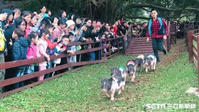 桃園,埔心牧場,228,連假,花漾豬遊記,小豬路跑,埔心