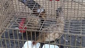 桃園,南崁,起家雞,懸賞,獎金,高中生,手球