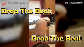 舞棍鸚鵡駕到　超強律動感帶你飛