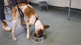 RSPCA,英國,虐待,狗,寵物,食物,飼料,減重,節食　圖／翻攝自RSPCA臉書