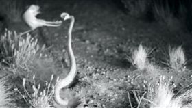 更格盧鼠,美國,亞利桑那州,忍者鼠　（圖／翻攝自YouTube）