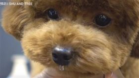 韓國貴賓狗流鼻水。（圖／翻攝自슈앤트리 SHU AND TREE YouTube）