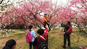 樹上開滿了「中國大媽」。（圖／翻攝香港《星島日報》）
