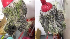 拖把長出滿滿「苜蓿芽」。（圖／翻攝自爆廢公社）