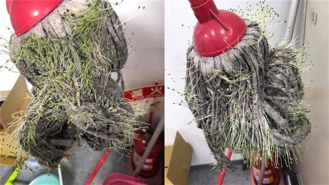 超狂拖把長滿生菜沙拉　網曝真相笑翻