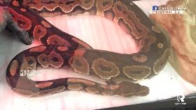 k偷蟒蛇藏褲1100