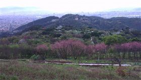 掃墓，清明節，墳墓，墓園　圖／翻攝自臉書公開照片