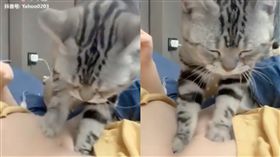 美國短毛貓,踏踏,按摩（圖／翻攝自萌星人入侵記臉書）