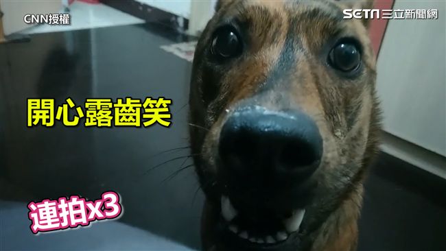 興奮到定格！狗狗見鏡頭狂擺pose