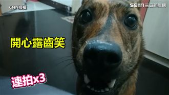 興奮到定格！狗狗見鏡頭狂擺pose