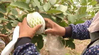 收據曝光！杉林芭樂價崩小顆1斤2元