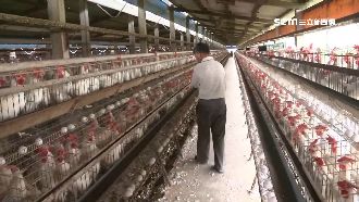 竹塘好野人養家禽！蛋農1天能賺2萬