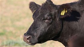 日本,和牛,國寶,精液,受精卵,走私,管道,中國,繁殖, 圖／翻攝自Pixabay https://goo.gl/jm3Bx5