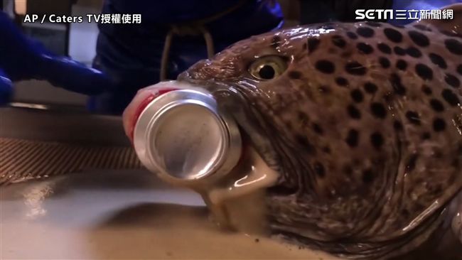 巨嘴鯰魚一口利牙　剩魚頭仍啃爆鋁罐
