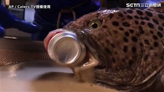 巨嘴鯰魚一口利牙　剩魚頭仍啃爆鋁罐