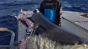 鯊魚
https://www.facebook.com/trapmanbermagui/photos/a.636540633189176/1243596389150261/?type=3&theater