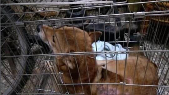用熱水、菸蒂虐柴犬　妹怒揭親哥暴行