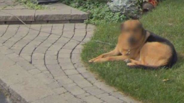 街景照愛犬被打馬　主人笑：超重隱私