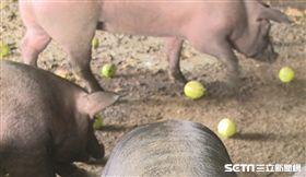 彰化芭樂農拿芭樂餵豬／記者許書維攝