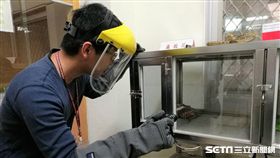 疾管署為全國目前唯一生產供應抗蛇毒血清機構，共飼養約200條台灣常見毒蛇。（圖／記者楊晴雯攝）