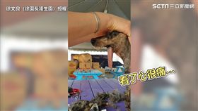 沒有下巴的雪納瑞