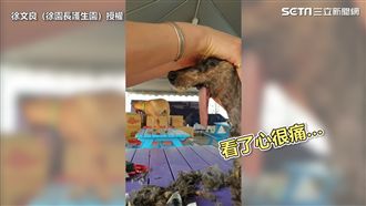 悲！浪浪下顎消失　無法自己進食