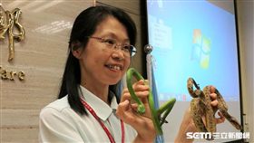 疾管署科長鄭雅芳說，國人最常被赤尾青竹絲跟龜殼花咬傷。（圖／記者楊晴雯攝）