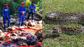 浴血早餐！巨蟒生吞1隻山豬，遭3隻豬隊友圍攻。（圖／翻攝自中國報）