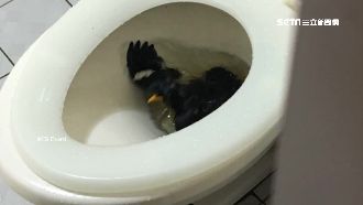 馬桶「噴出鳥」…女大生被親屁股嚇壞