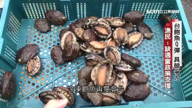 中國冷凍鮑魚傾銷！台灣國產鮑恐滅亡