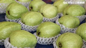 芭樂,番石榴,農委會,農糧署