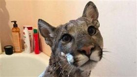 走失貓竟是美洲獅