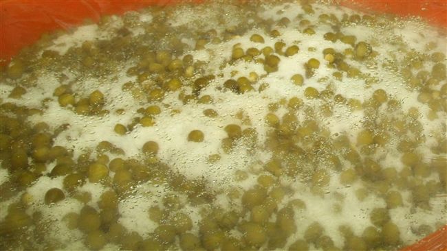 台南梅嶺青梅產季到　產量少嘗鮮趁早