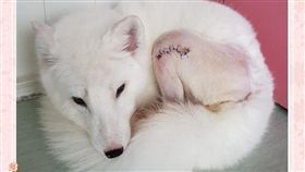 仙界來的！超美雪狐「下凡」　飼主曝黑歷史：小時候像老鼠（圖／翻攝自《柯基哥哥波特＆雪狐弟弟波卡》）