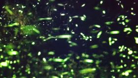 清明連續假期　遊雲林賞螢火蟲清明節連續假期即將展開，春遊雲林賞螢火蟲正是時候，華山休閒農業區發展協會推出賞螢輕旅行，邀民眾共襄盛舉。（檔案照片）中央社記者葉子綱攝　108年4月3日