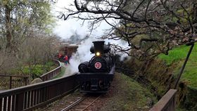 阿里山花季登場  搭蒸汽火車賞櫻（1）林務局嘉義林區管理處13日舉辦阿里山花季開鑼儀式，花季期間，阿里山森林遊樂區「沼平線」列車於每週三上午固定行駛蒸汽車頭附掛檜木車廂，遊客可以觀賞森林鐵路穿梭櫻花林的經典畫面。（嘉義林管處提供）中央社記者黃國芳傳真　108年3月13日