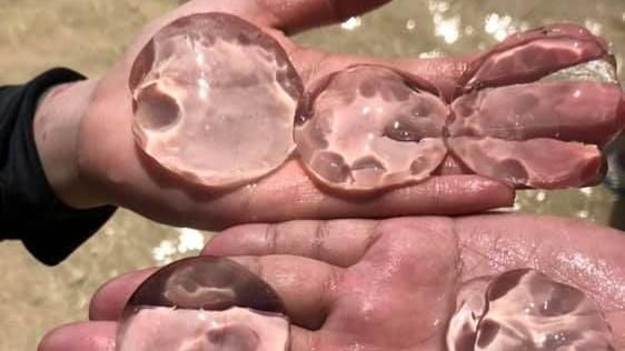 她海邊撿「透明假奶」　網：有毒快丟