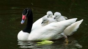 台北,台北市立動物園,黑頸天鵝,天鵝寶寶。翻攝畫面