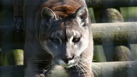 山獅
https://www.flickr.com/photos/billhails/105191758/in/photolist-ai8R1-nqtGvi-8JdF27-qvjJMf-X8TFsK-4m6Pv2-4Je3m1-4K1g9t-a1Ai4b-5d1MoU-nLJfKh-pKym7M-RGwAvQ-Q6BLE4-akJXPR-dUvXQc-9Gn8DP-2e1rM9F-7gbnJM-d