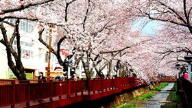 韓國,余佐川櫻花,賞櫻,十里櫻花路。（圖／記者馮珮汶攝）