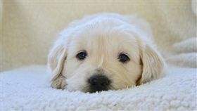 寵物、貓、狗、毛小孩、毛孩　（圖／pixabay）