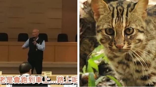 石虎太多才被撞！議員再出狂言轟動保