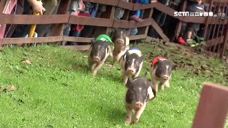 埔心牧場賽金豬超夯！鄭文燦抽幸運兒