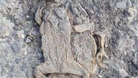 愛情,淒美,蟾蜍,真愛,爆廢公社　圖／翻攝自臉書爆廢公社