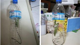 抓螳螂放空瓶　四倍長鐵線蟲爆肚竄出