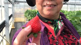 享受「莓」好時光　沖繩草莓吃到飽