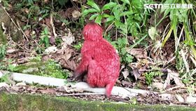 宜蘭仁山植物園小猴子遭人噴紅漆（圖／呂政霖提供）