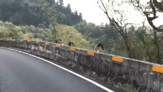 珍貴！保育類黃喉貂跨欄PK畫面曝光